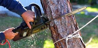  , USA Tree Care Pros